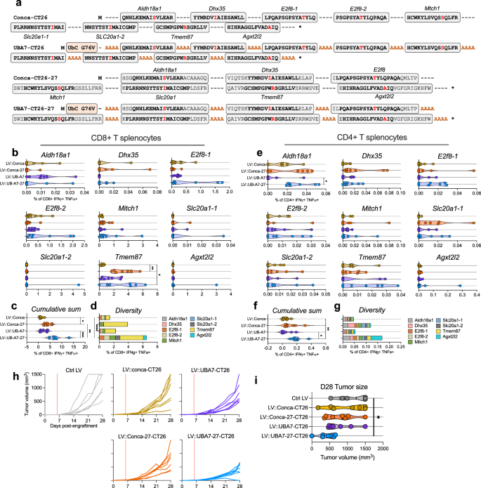Fig. 8: Backbone-optimized LV::UBA7-27-CT26 enhanced T cell response intensity, diversity, and anti-tumor effect in the CT26 tumor model.