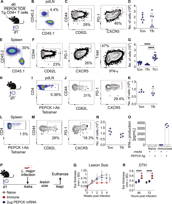 Fig. 1: PEPCK mRNA-LNP vaccine induces a systemic T cell response but not protection against Leishmania major.
