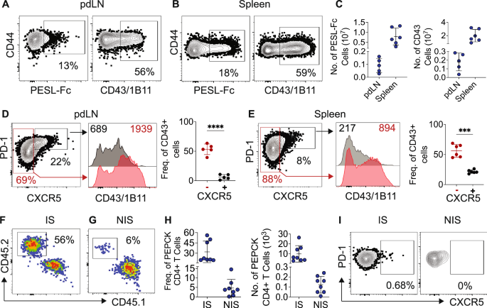 Fig. 2: PEPCK mRNA-LNP vaccine promotes the expression of skin-homing molecules and migration of CD4⁺ T cells to inflamed and non-inflamed skin at 1 week post-immunization.