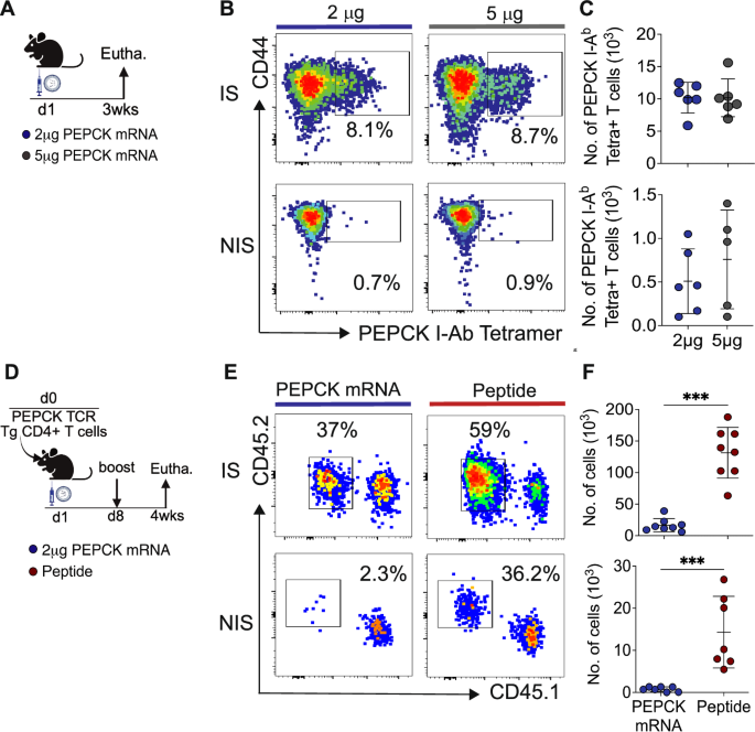 Fig. 3: PEPCK mRNA-LNP vaccine fails to globally seed CD4+ dermal Trm cells.