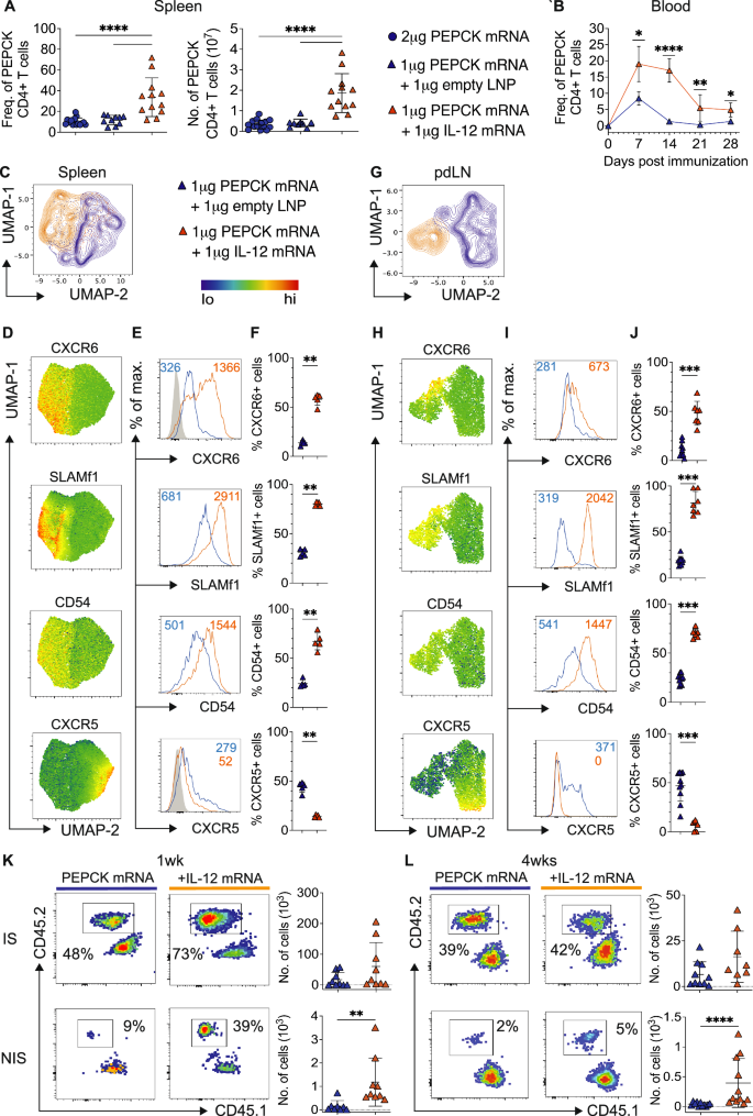 Fig. 4: Codelivery of IL-12 mRNA-LNP with PEPCK mRNA-LNP vaccine promotes and maintains CD4⁺ dermal Trm cells in non-inflamed skin.