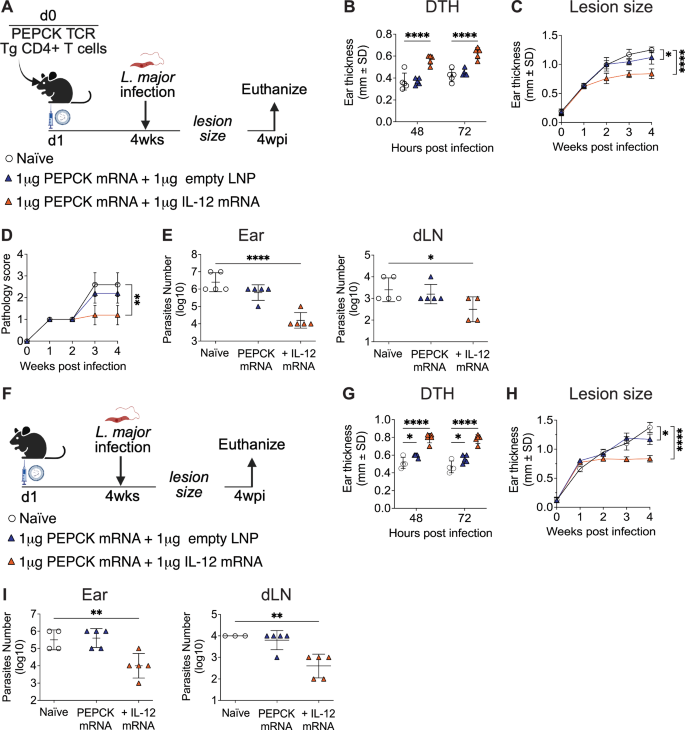 Fig. 5: Codelivery of IL-12 mRNA-LNP with PEPCK mRNA-LNP vaccine induces protective immunity to L. major.