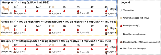 Fig. 1: Overview of the experimental framework, including vaccination schedule, parasite challenge, and sampling timeline.