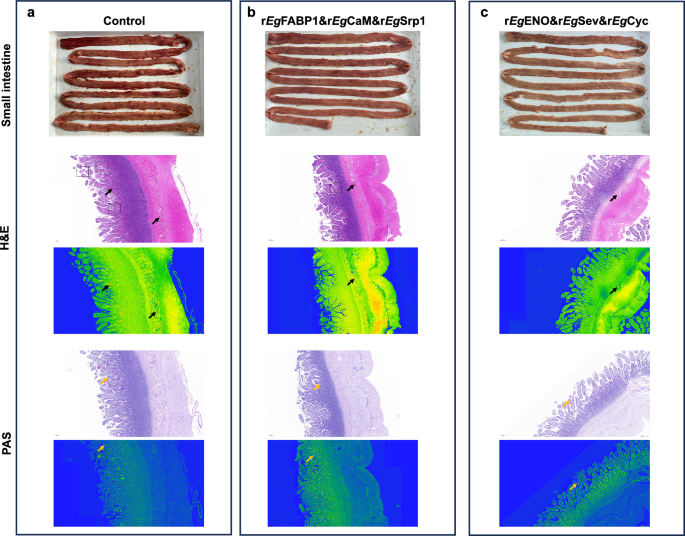 Fig. 3: Analysis of histopathological changes in the small intestine on day 49.