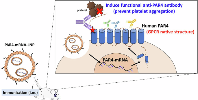 Fig. 1: PAR4-mRNA-LNP immunization can generate functional anti-PAR4 antibodies to prevent platelet aggregation.