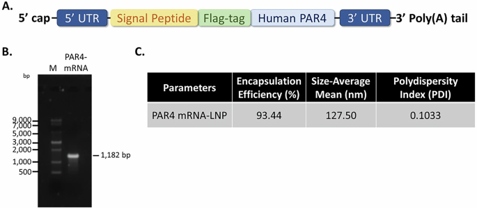 Fig. 2: Characterization of PAR4-mRNA-LNP.