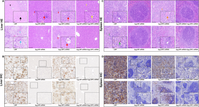Fig. 3: mRNA-NP vaccination mitigates liver and spleen pathology in Ifnar1−/− mice following CCHFV infection.