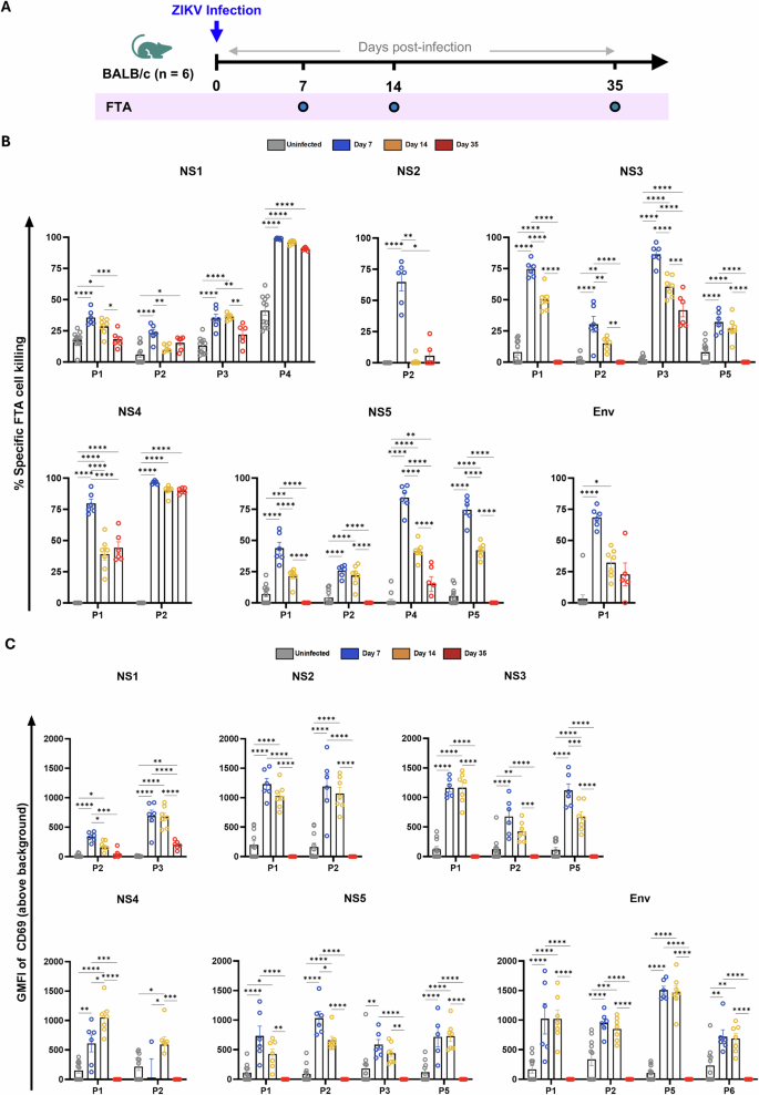 Fig. 1: Temporal dynamics of ZIKV-specific T cell responses following infection in BALB/c mice.