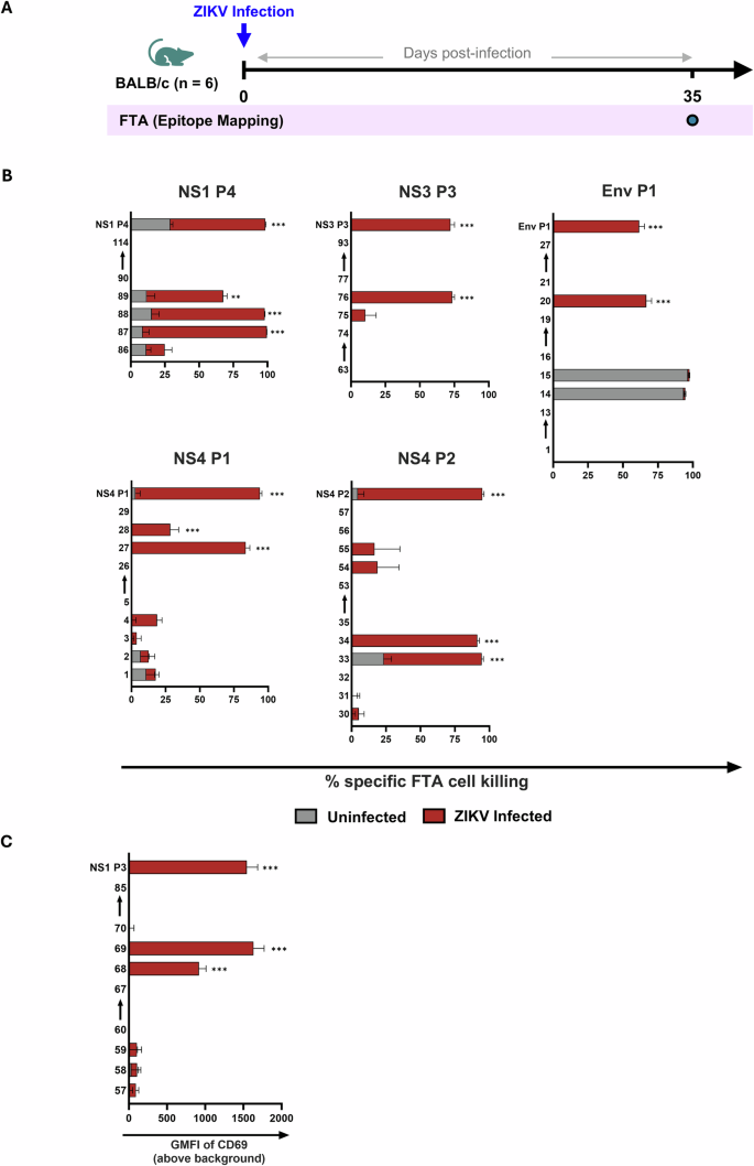 Fig. 2: In vivo identification of immunodominant T cell epitopes in ZIKV-infected mice.