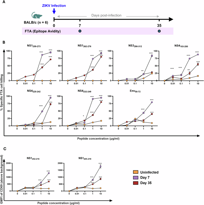 Fig. 3: Functional avidity of ZIKV-specific CD8⁺ and CD4⁺ T cell responses.