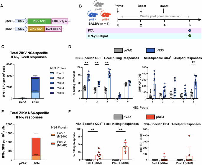 Fig. 5: pNS3 and pNS4 DNA vaccines elicit robust CD8⁺ T cell responses against ZIKV non-structural proteins.