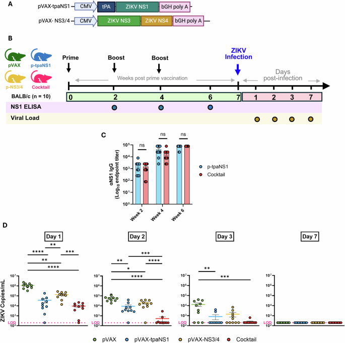 Fig. 6: Multi-antigen DNA vaccine combining NS1, NS3, and NS4 confers superior protection against ZIKV challenge in BALB/c mice.
