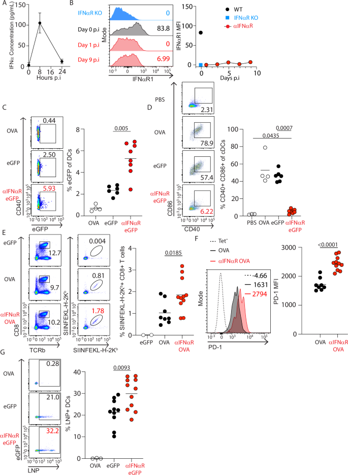 Fig. 2: IFNαR Blockade increases vaccine-specific CD8⁺ T cell responses.