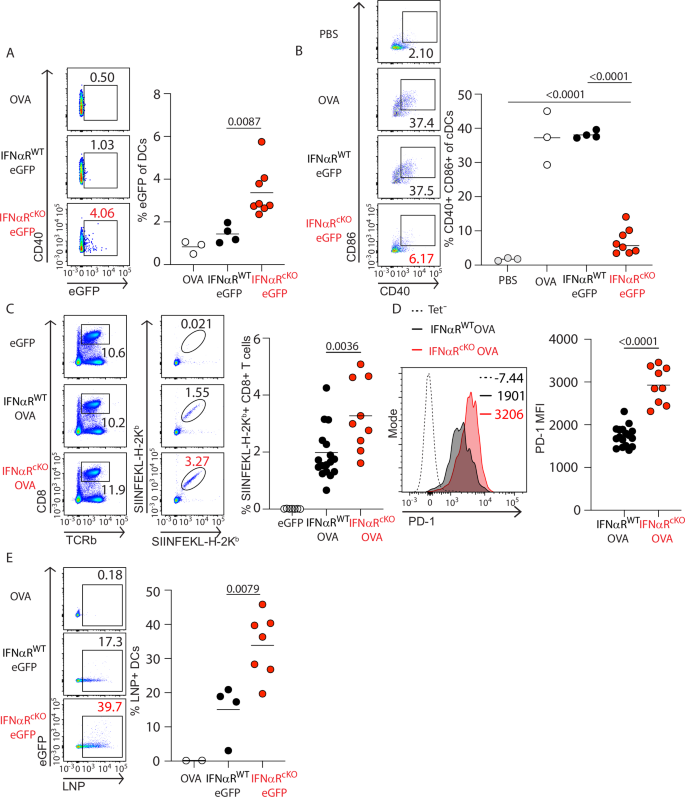 Fig. 3: DC specific loss of IFNαR increases vaccine-specific CD8⁺ T cell responses.