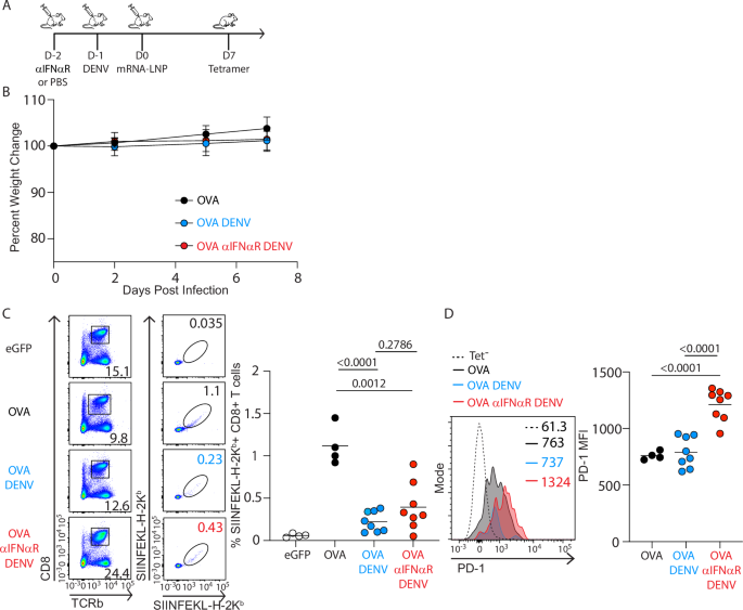 Fig. 7: Vaccination during infection reduces CD8⁺ T cell response and cannot be rescued by IFNαR blockade.