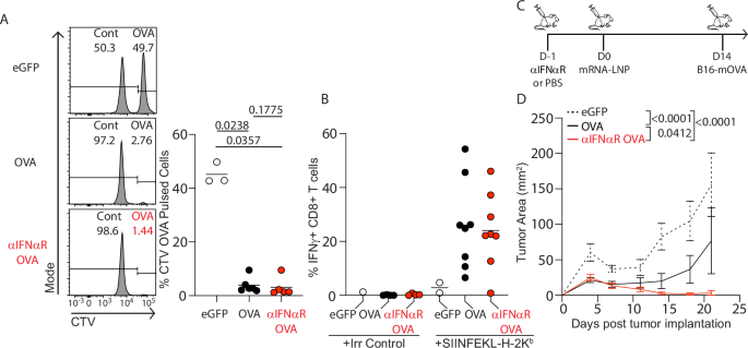 Fig. 8: Vaccine-specific CD8⁺ T cells produced in the setting of IFNαR blockade are functional.