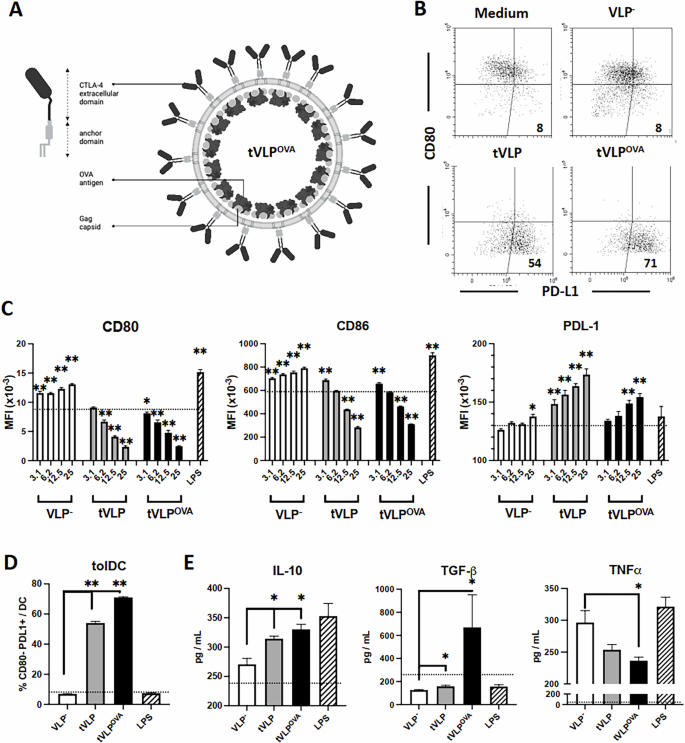 Fig. 1: tVLPs displaying immune checkpoint molecules induce a tolerogenic phenotype in mouse dendritic cells.