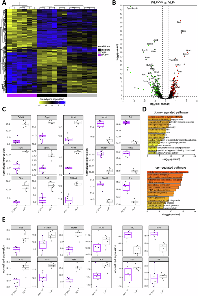 Fig. 2: Transcriptomic analysis reveals a tolerogenic gene signature in dendritic cells exposed to tVLPOVA.