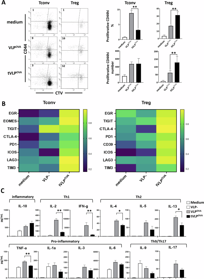 Fig. 4: tVLPs modulate antigen-specific CD4⁺ T cell responses by suppressing Tconv proliferation and enhancing Treg activation.