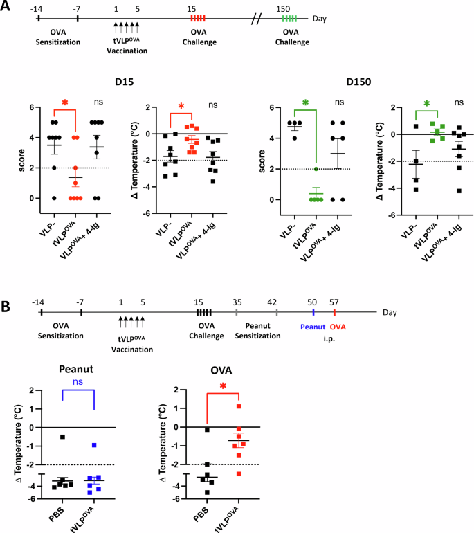 Fig. 5: tVLPs induce long-term and antigen-specific protection against severe allergic reactions in a murine model of food allergy.