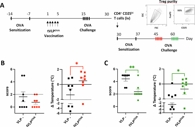 Fig. 6: Tregs from tVLPOVA-vaccinated mice confer protection against allergic reactions upon adoptive transfer.