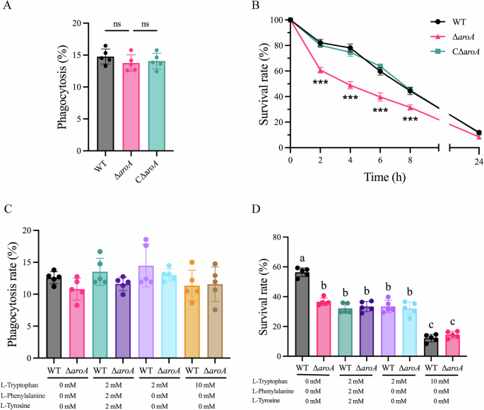 Fig. 2: Impact of aroA deletion on intracellular survival of S. agalactiae in macrophages.