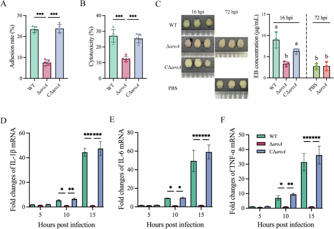 Fig. 5: aroA contributes to S. agalactiae endothelial cell damage, blood-brain barrier disruption and induction of neuroinflammation.