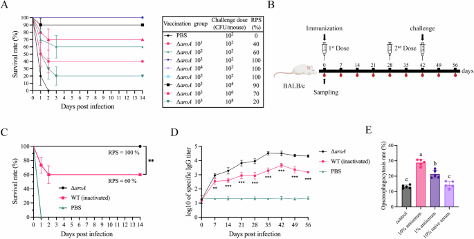 Fig. 6: Immunization with the ΔaroA induces the humoral response in BALB/c mice.