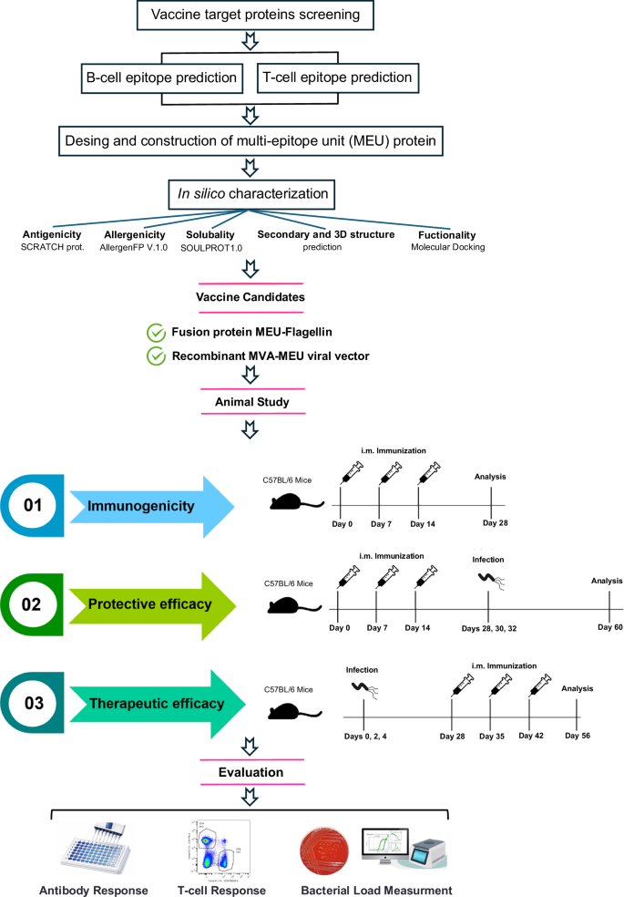 Fig. 1: Schematic overview of the vaccine design and preclinical evaluation workflow.