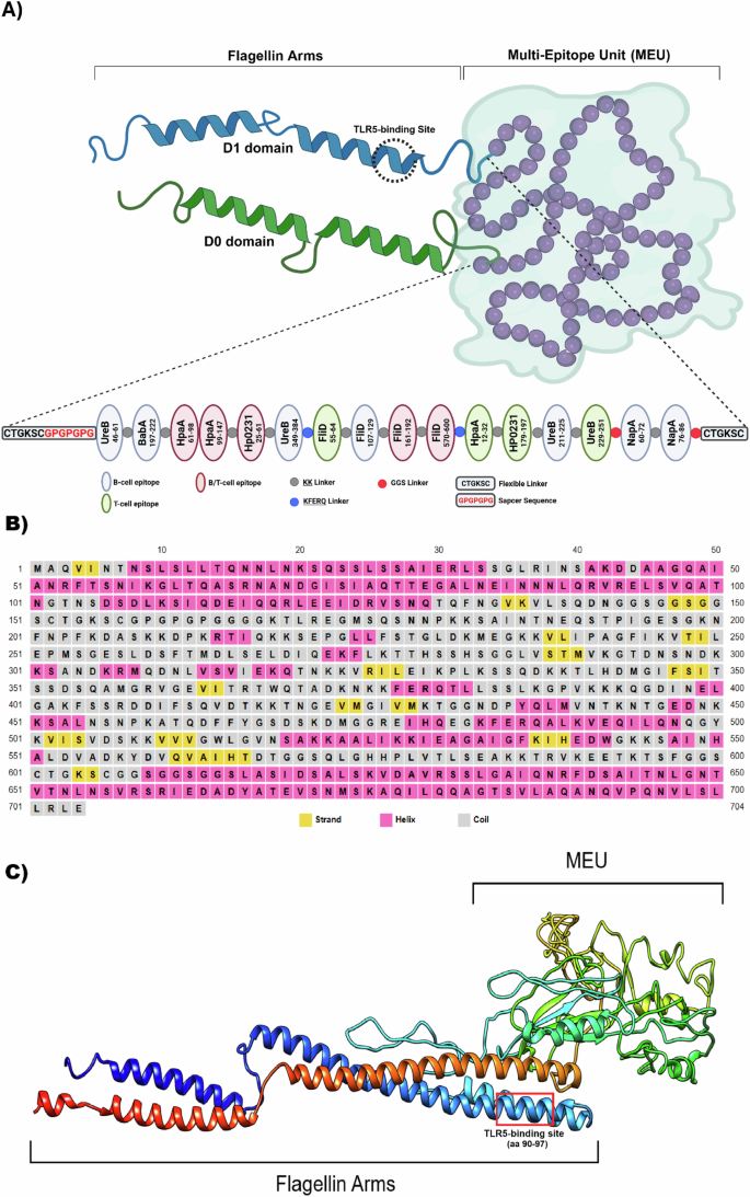 Fig. 2: Structural design and modeling of the MEU–Flagellin fusion protein.