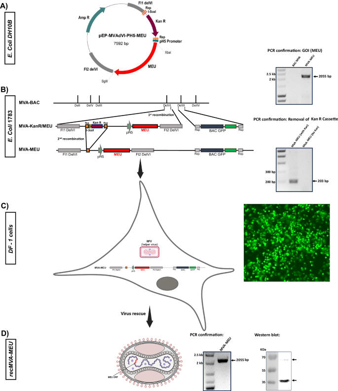 Fig. 3: Generation and Confirmation of Recombinant MVA-MEU.