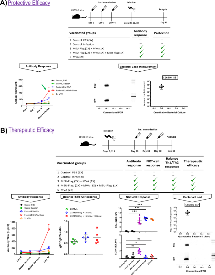 Fig. 5: Assessment of the protective and therapeutic efficacy of the vaccine.