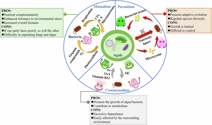 Fig. 2: Symbiotic relationship between bacteria and algae18,19,23–27,118.