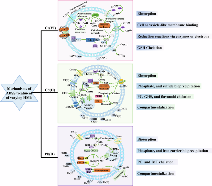 Fig. 4: Mechanisms of ABSS treatment of varying HMs58–66,119.