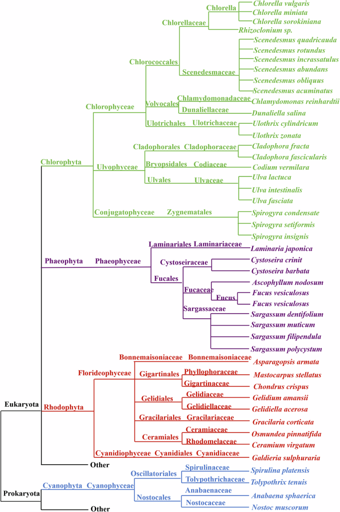 Fig. 7: Developmental tree of algal species that can remove HMs9,126–145.