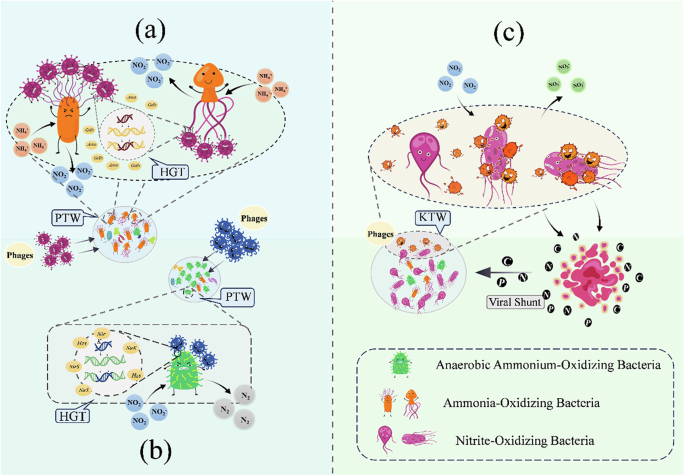 Fig. 1: Tripartite phage-mediated regulation strategies for nitrite bottleneck control.
