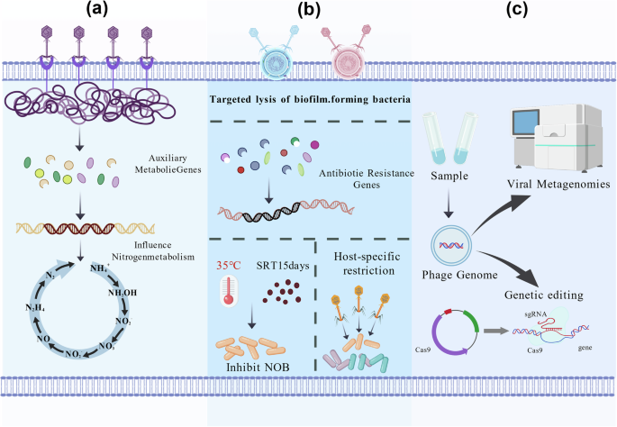 Fig. 3: Integrated framework for phage-based NOB control in PN/A systems: Engineering, implementation, and biosafety.