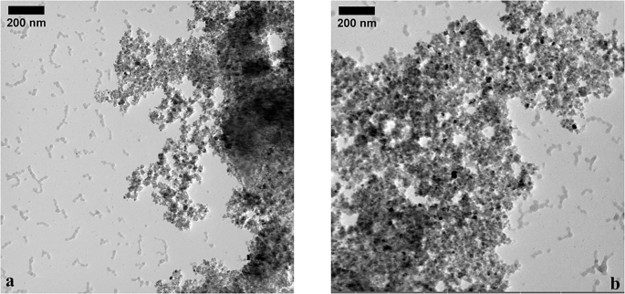 Fig. 7: TEM images for haloalkaliphilic strains.