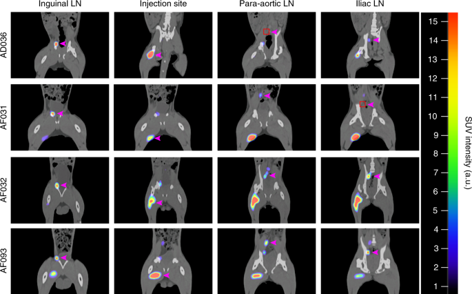 Visualization Of Early Events In Mrna Vaccine Delivery In Non Human Primates Via Pet Ct And Near Infrared Imaging Nature Biomedical Engineering Visualization Of Early Events In Mrna Vaccine Delivery In Non Human Primates Via Pet Ct And Near Infrared Imaging Nature Biomedical Engineering