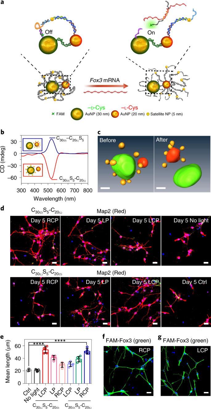 Stimulation Of Neural Stem Cell Differentiation By Circularly Polarized Light Transduced By Chiral Nanoassemblies Nature Biomedical Engineering