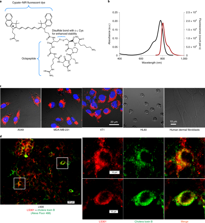 Selective Imaging Of Solid Tumours Via The Calcium Dependent High Affinity Binding Of A Cyclic Octapeptide To Phosphorylated Annexin A2 Nature Biomedical Engineering