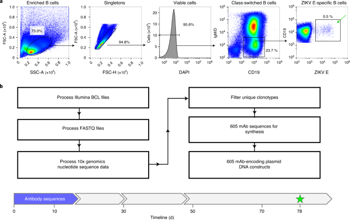 Integrated Pipeline For The Accelerated Discovery Of Antiviral Antibody Therapeutics Nature Biomedical Engineering