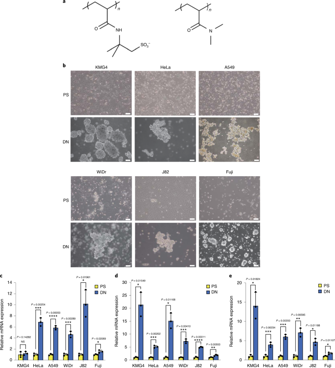 Rapid Reprogramming Of Tumour Cells Into Cancer Stem Cells On Double Network Hydrogels Nature Biomedical Engineering
