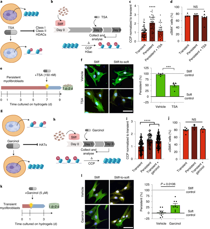 Nuclear Mechanosensing Drives Chromatin Remodelling In Persistently Activated Fibroblasts Nature Biomedical Engineering