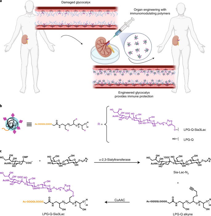 Prevention Of Vascular Allograft Rejection Protecting The Endothelial Glycocalyx With Immunosuppressive Polymers Nature Biomedical Engineering Prevention Of Vascular Allograft Rejection Protecting The Endothelial Glycocalyx With Immunosuppressive Polymers Nature Biomedical Engineering
