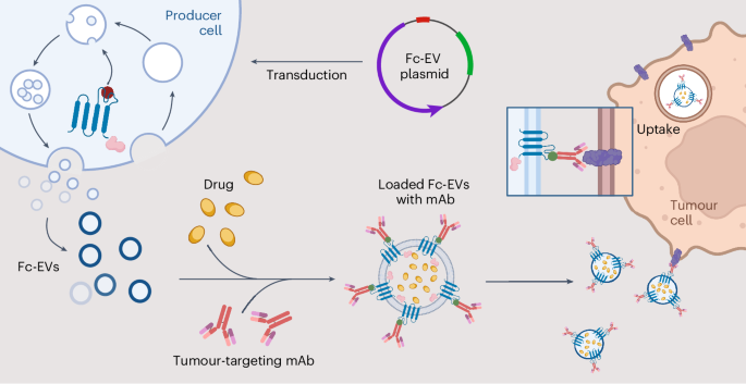 体内の「ボトルの中のメッセージ」が標的がん治療をもたらす(Body’s ‘message in a bottle’ delivers targeted cancer treatment)