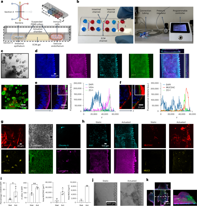 Fig. 1: The hiPSCs-derived gut-on-a-chip model.
