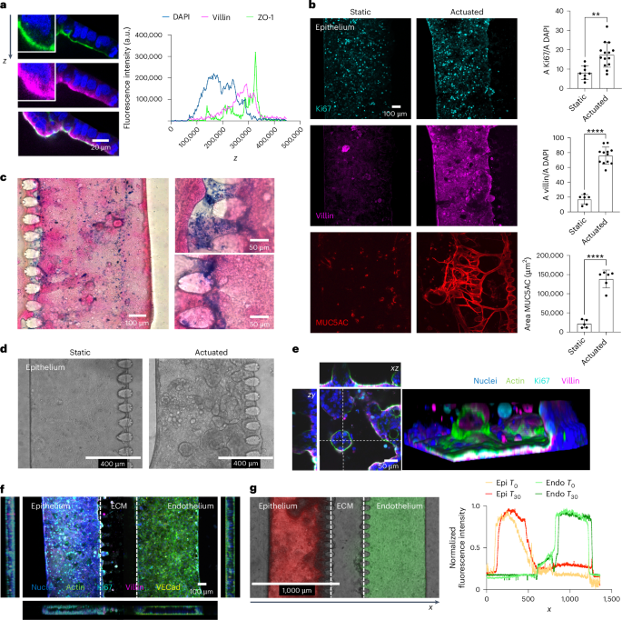 Fig. 2: The gut-on-a-chip model.