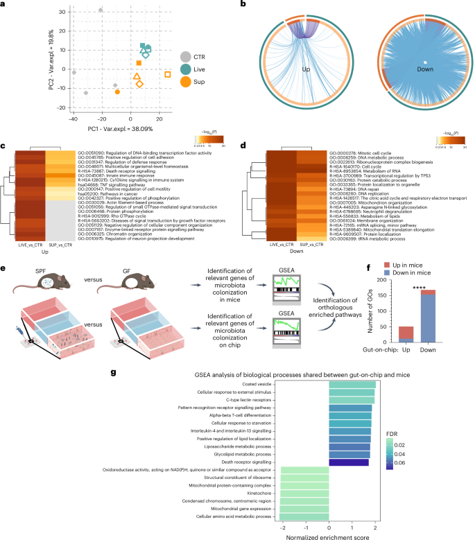 Fig. 3: The gut-on-a-chip recapitulates biologically relevant aspects of the in vivo response to faecal microbiota.