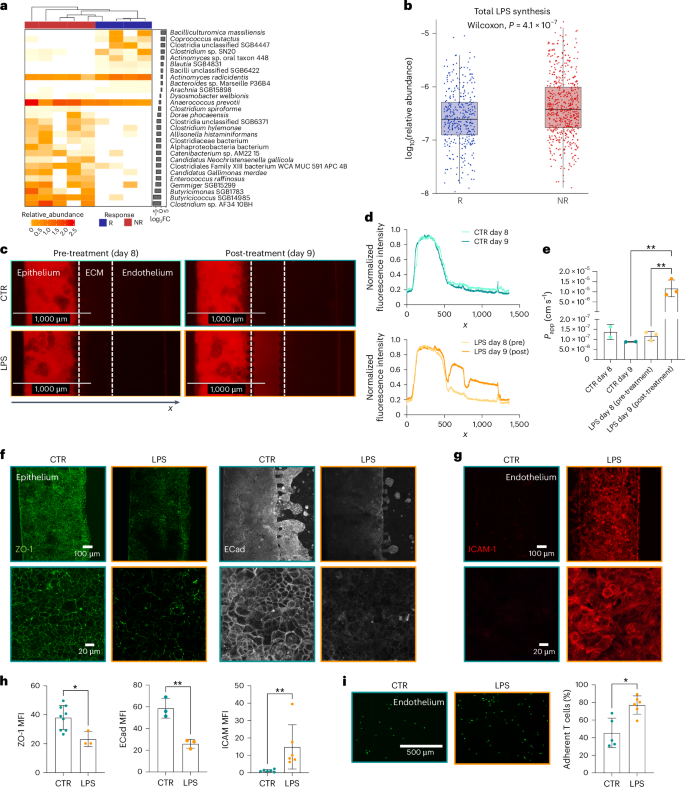 Fig. 6: Treatment with LPS produces similar effects as faecal microbiota from non-responsive patients on the gut-on-a-chip.